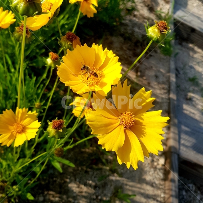 봄,노란꽃,개나리,벌,가을,식물,꿀벌,식물,자연,plants,nature,곤충,벌레,insect,bug