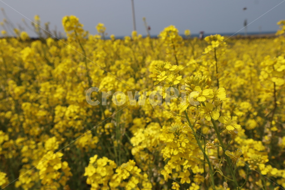 유채꽃,유채꽃밭,유채,rapeflower,노란색,제주도,제주유채꽃,꽃밭,꽃,노란꽃,봄,spring,flower,jeju,식물,자연,plants,nature,꽃,flower