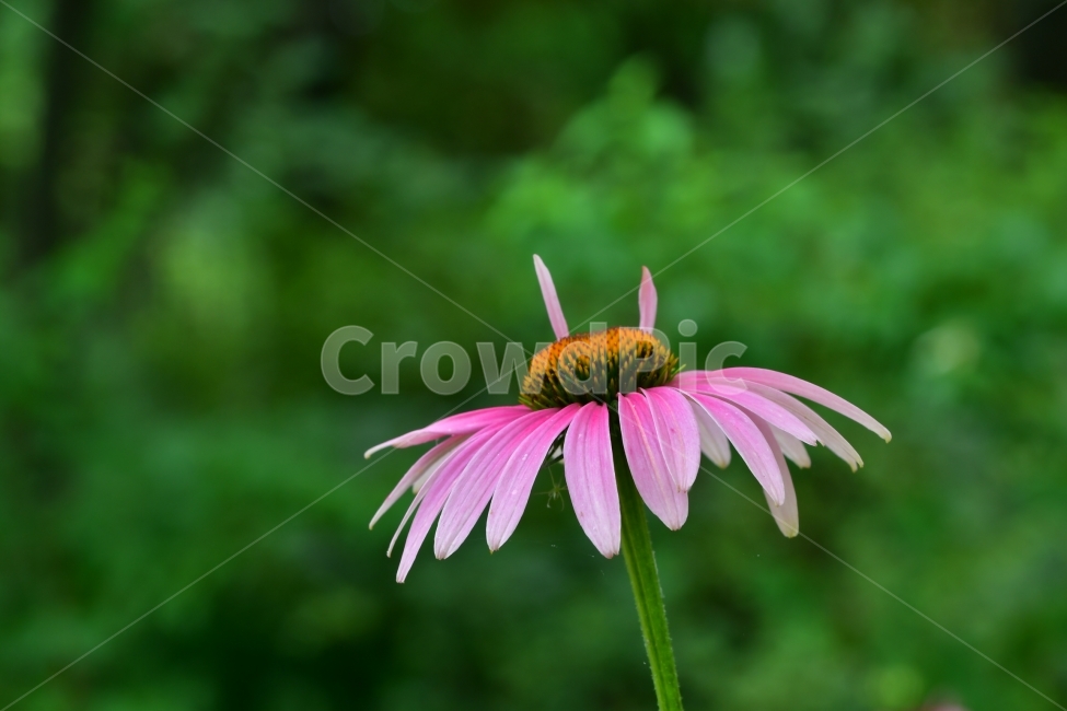 야생화,꽃,봄꽃,봄,귀여운,식물,자연,plants,nature,꽃,flower