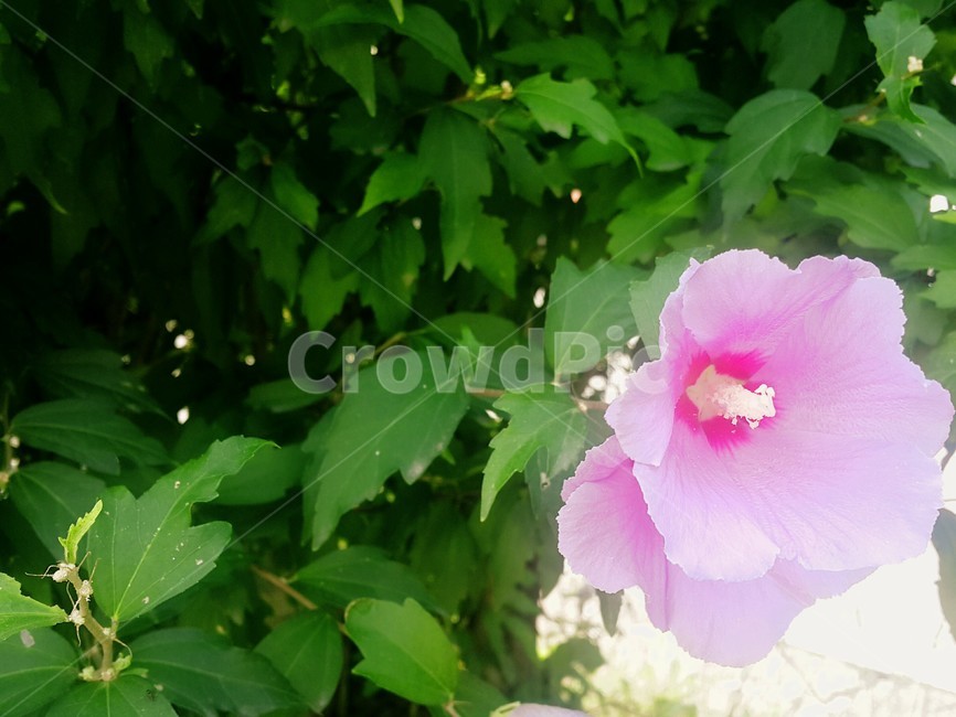 꽃,무궁화,무궁화꽃,여름,계절,flower,summer,season