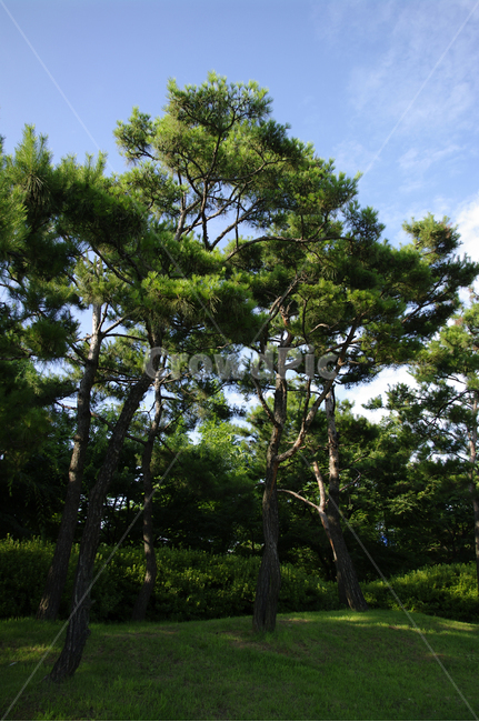 소나무,식물,신록,나무,초록,자연,풍경,nature,landscape,tree,plant