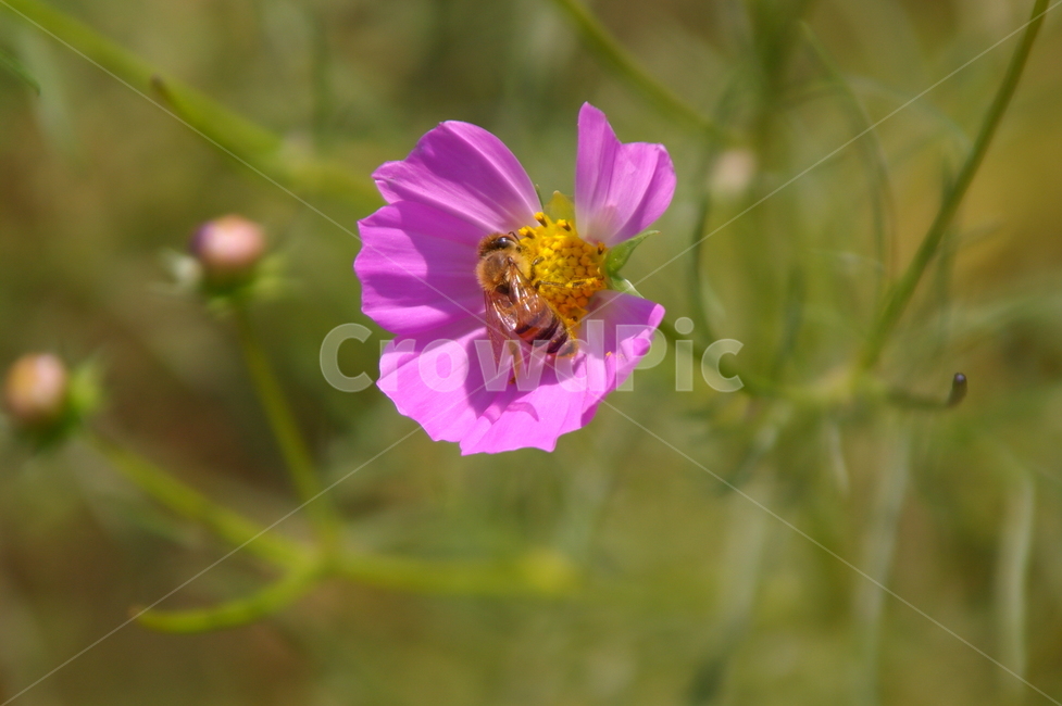 꽃,식물,꽃잎,flower,blossom,코스모스,코스모스꽃,벌,식물,자연,plants,nature,꽃,flower
