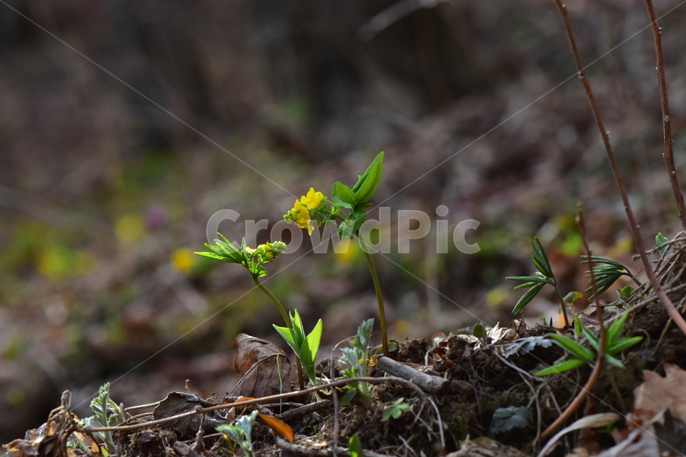 한계령풀,야생화,봄,꽃,풀꽃,자연,식물,식생,plants,nature,spring,season,flower
