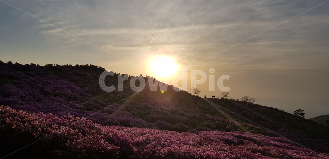 천주산,천주산진달래,진달래,진달래밭,꽃밭,노을,자연풍경,풍경,자연,분홍꽃밭,분홍색꽃,산,힐링