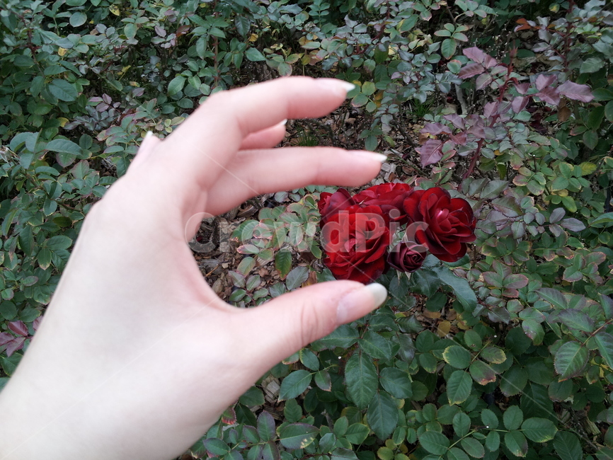 손,hand,rose,장미,붉은장미,빨간장미,redrose,꽃,장미꽃