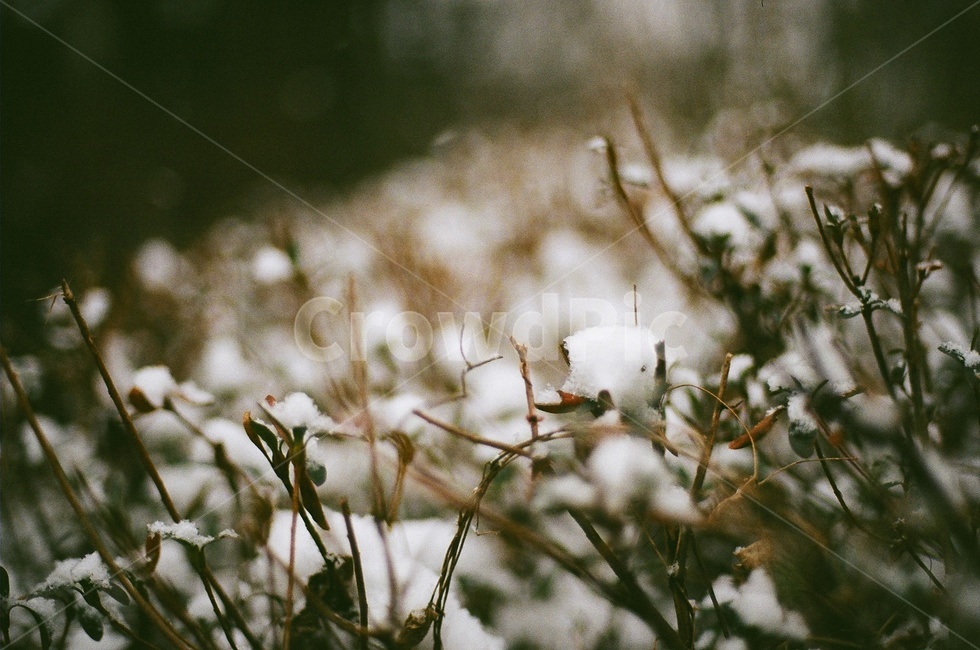 눈사진,겨울사진,겨울풍경,필름사진,필름카메라,snow,winter,nature,눈꽃,filmphotography,filmcamera,nikonfm2