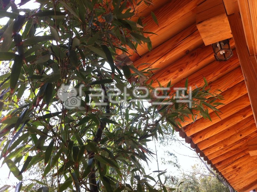 대나무,지붕,한옥지붕,처마,한옥처마,나무지붕,porch,현관,patio,안마당