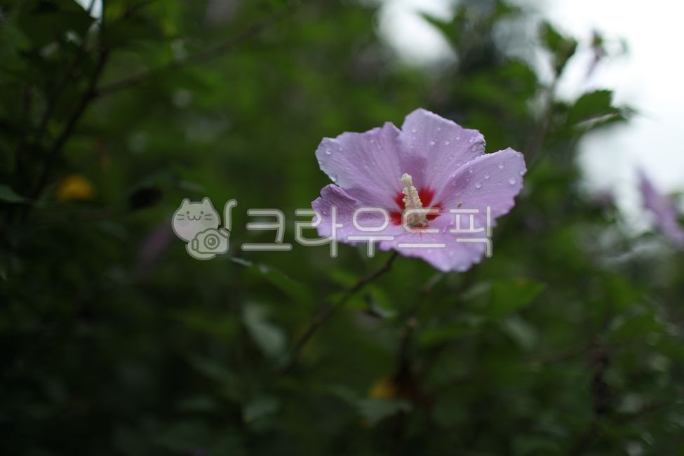 무궁화,국화,우리나라꽃,대한민국국화,꽃