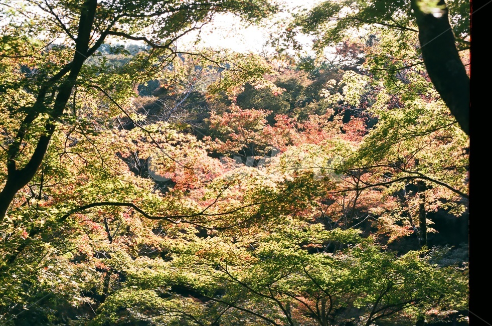단풍,산,가을산,단풍나무,하늘,가을색,가을,fall,autumn,계절,season,자연,나무,빨강,초록,식물,햇빛,가을,계절,fall,autumn,season,자연,풍경,nature,landscape,plant,tree