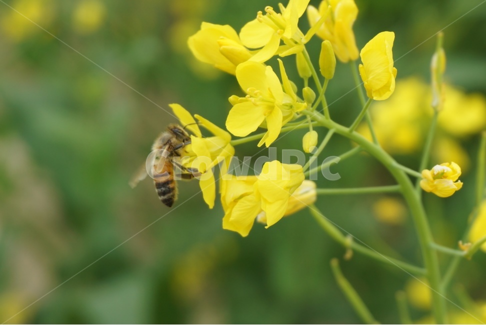 꿀벌,bee,유채꽃,flower,yellow,곤충,insect,식물,자연,plants,nature,꽃,flower