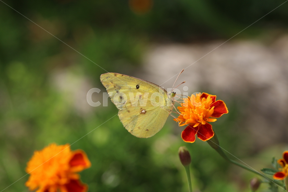 나비,자연,꽃,노랑나비,봄,식물,자연,plants,nature,꽃,flower,곤충,벌레,insect,bug