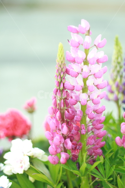 꽃,봄꽃,식물,flower,spring,봄,계절,spring,season,식물,자연,plants,nature,꽃,flower,plant,blossom
