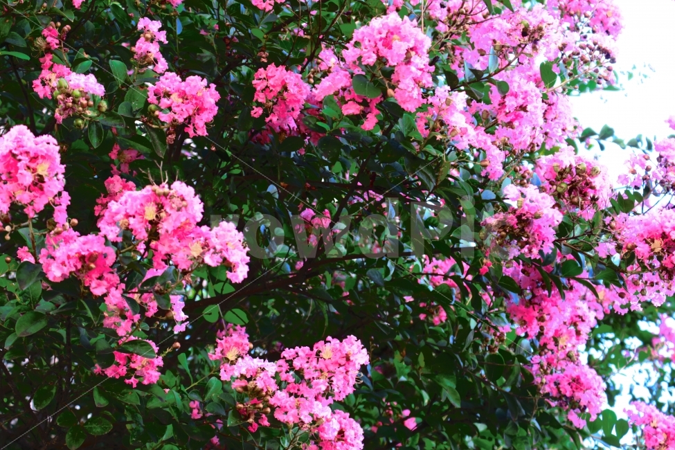 꽃,나무,시원한,바람,여름,낮,분홍,초록,PINK,GREEN,식물,자연,plants,nature,꽃,flower