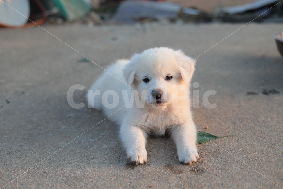 동물,강아지,멍멍이,캐논사진,빛모아농원,귀여워,동물,animal,포유류,mammal,개,강아지,dog,doggy