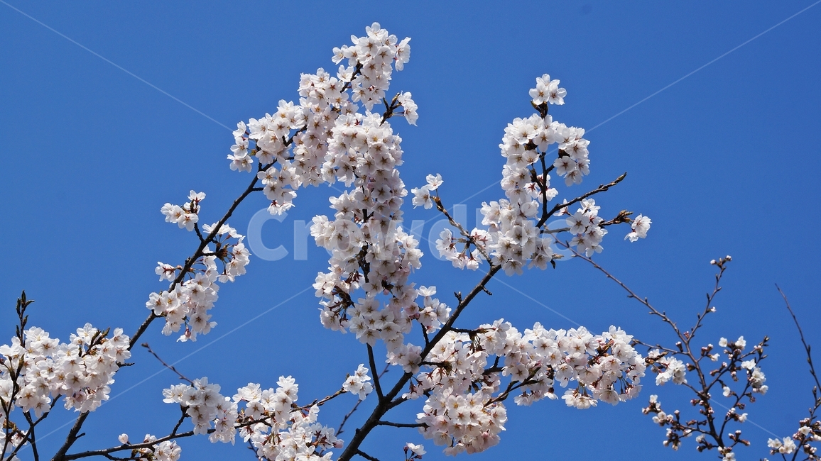 벚꽃,벚꽃축제,봄꽃축제,봄꽃,사쿠라