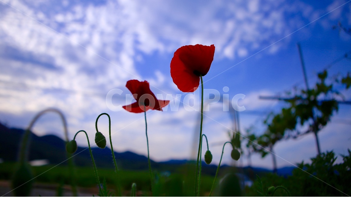 자연,꽃,봄,빨강,보라,식물,자연,plants,nature,꽃,flower