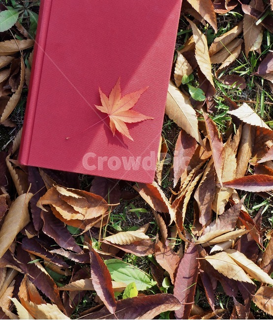 책,낙엽,단풍,잎,배경,도서,가을,빨간,자연,빨강색책,독서,book,deciduous,maple,leaf,background,books,autumn,red,nature,redbook,reading,가을,계절,fall,autumn,season,plant,식물,ground,바닥