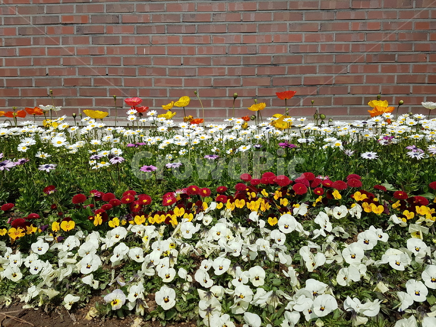 식물,blossom,꽃,flower,plant,식물,자연,plants,nature,꽃,flower