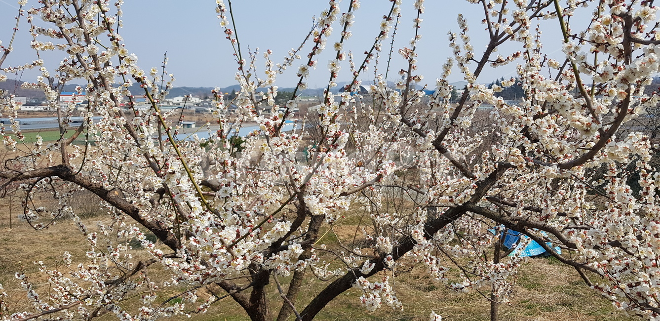 매실나무꽃,매화꽃,매실꽃,매실나무,매화나무,봄,계절,spring,season,식물,자연,plants,nature,꽃,flower,plant,blossom