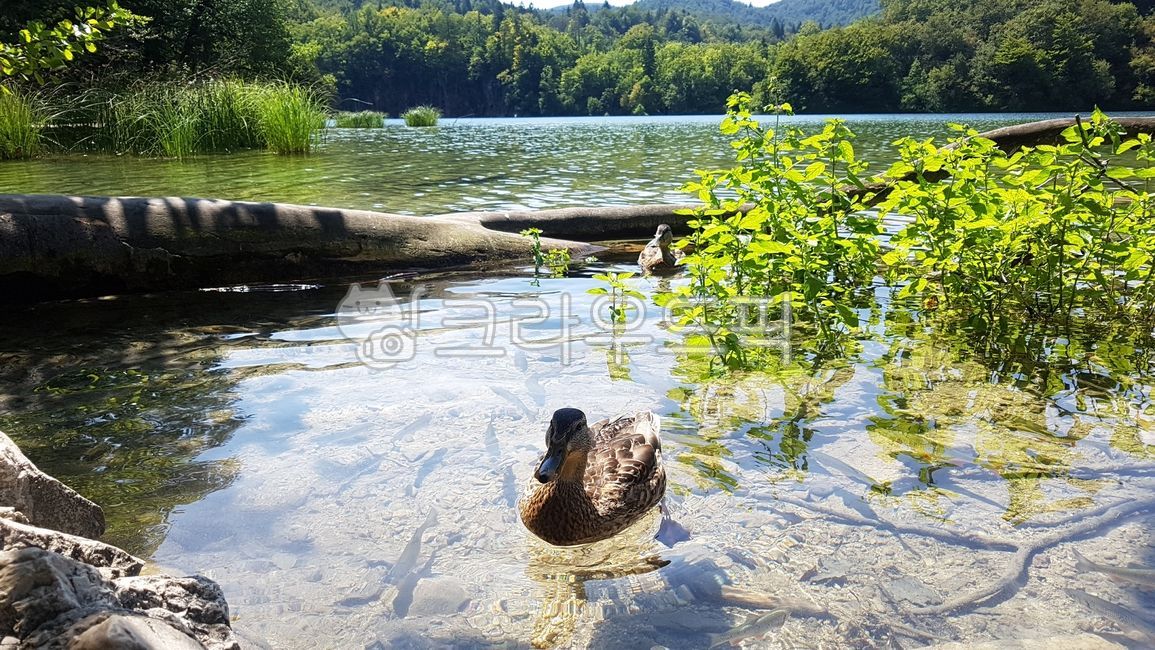 호수,풍경,숲,water,물,outdoors,자연,nature,오리,옥외,bird,새,animal,동물,플리트비체