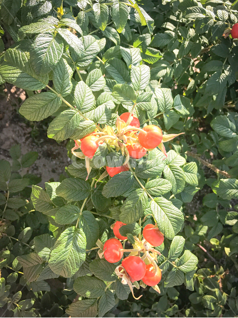 식물,열매,방울토마토,야외,정원,텃밭,과일,plant,초록색,자연,잎사귀,잎,fruit,광합성