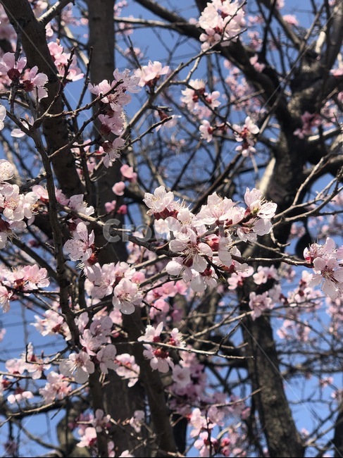 plant,식물,blossom,flower,꽃