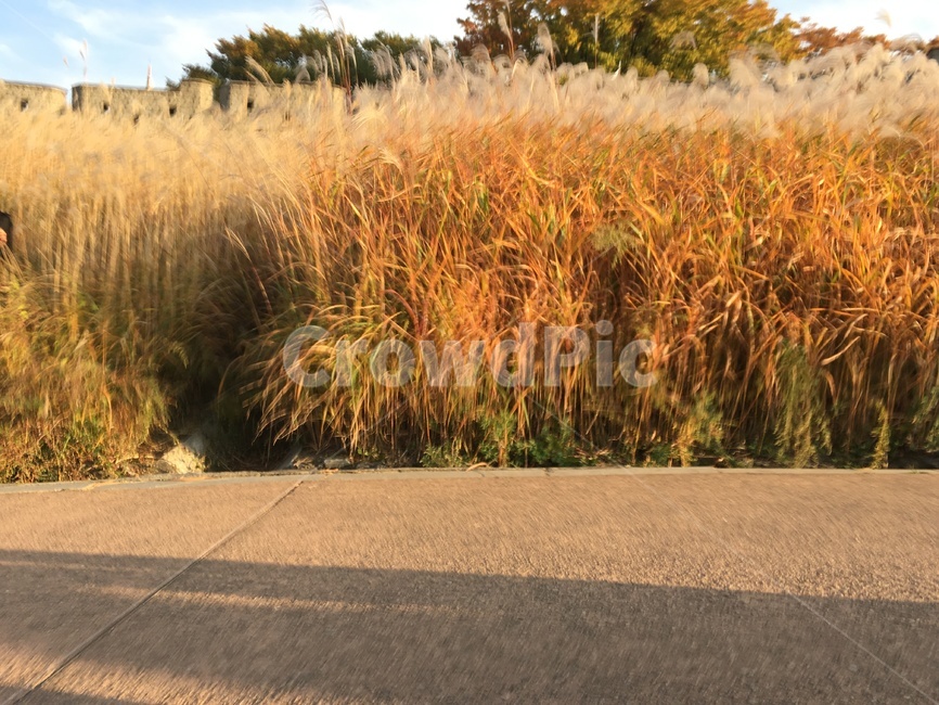 억쇄,자연,감성사진,갈대,흔들림,바람,가을,낭만,갈대밭,화성