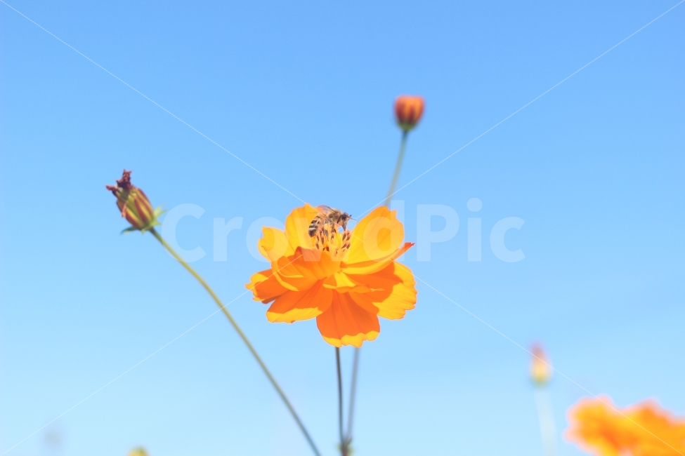 코스모스,꿀벌,하늘,클로즈업,꽃,가을,계절,fall,autumn,season,식물,자연,plants,nature,꽃,flower,동물,animal,곤충,벌레,insect,bug,색깔,색상,색채,색감,color sense,color sensitivity,feeling of color,plant
