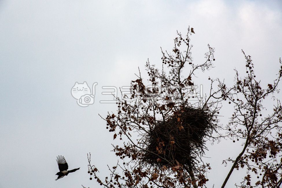 pratanus,nature,One bird,birds nest,winter,nest,tree trunk,fallen leaves,empty place,bird,flying bird,gray sky,Fratanus tree fruit,winter tree leaves,free space,spare