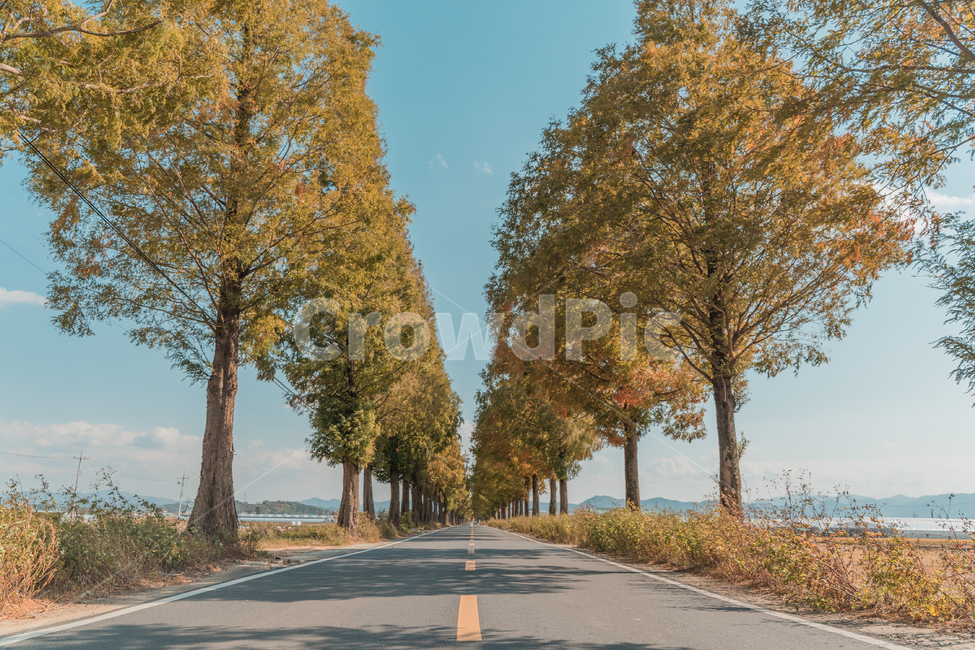 죽동마을,메타세콰이어,하늘,나무,가을,구름,감성,풍경,자연,가을,계절,fall,autumn,season,자연,풍경,nature,landscape,한국자연풍경,한국자연경관,korea nature landscape,tree,plant,식물,asphalt,아스팔트,tree trunk,나무 줄기