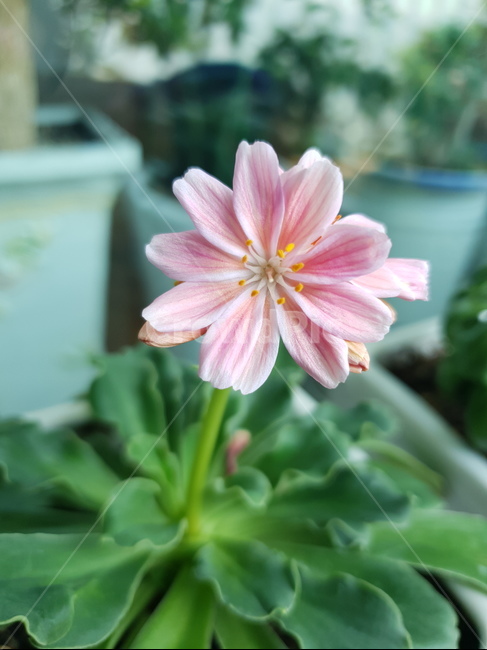 꽃,자연,아름다움,식물,개화,활짝,flower,플라워