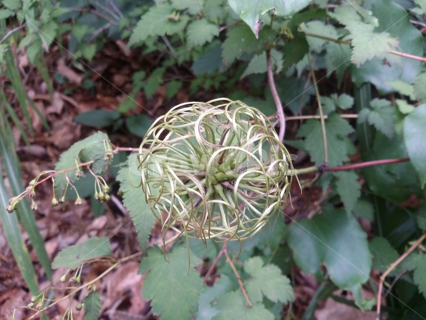 plant,식물,leaf,잎,자연,구성체,식물,자연,plants,nature