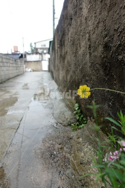 금계국,비오는골목,기다림,골목길,희망,비오는날,봄,봄소식,식물,자연,plants,nature,꽃,flower