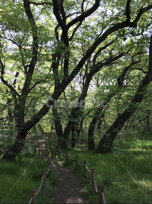나무,tree,식물,plant,treetrunk