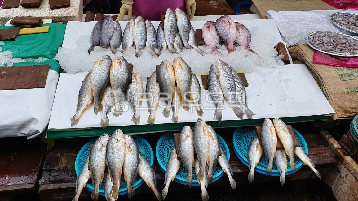 수산시장,시장,한국시장,해산물,물고기,fish,fishmarket,마트,market,마켓,mart,marketplace,음식,식재료,요리,food,cook,meal,dishes,foodreserves,수산물,fisheryproducts,seafood