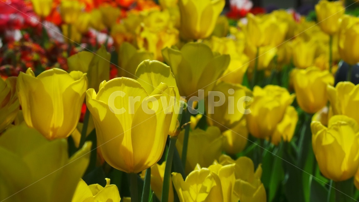 식물,꽃,flower,튤립,자연,식물,자연,plants,nature,꽃,flower