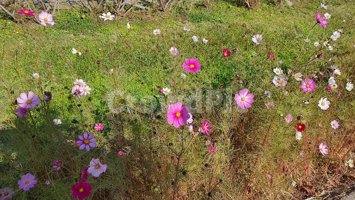 geranium,제라늄,flower,blossom,꽃,식물,plant,코스모스,가을