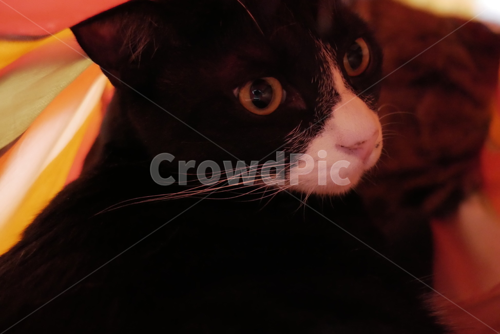 고양이,개냥이,동물,얼굴,귀여운,동물,animal,포유류,mammal,고양이,cat,kitten,kitty