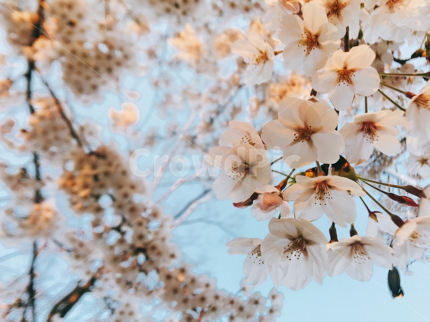 plant,식물,cherryblossom,벚꽃,flower,꽃