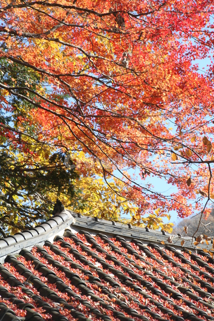 단풍,가을,계절,낙엽,식물,나무,기와,tree,plant