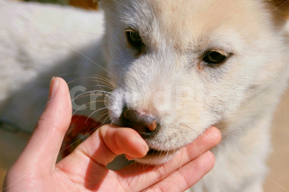 감정,감성,emotion,손길,동물,포유류,개,강아지,animal,dog,doggy,puppy,따뜻함,hand,동물,animal,포유류,mammal,개,강아지,dog,doggy,사람,인물,인간,human,person,감정표현,기분,feeling,emotion