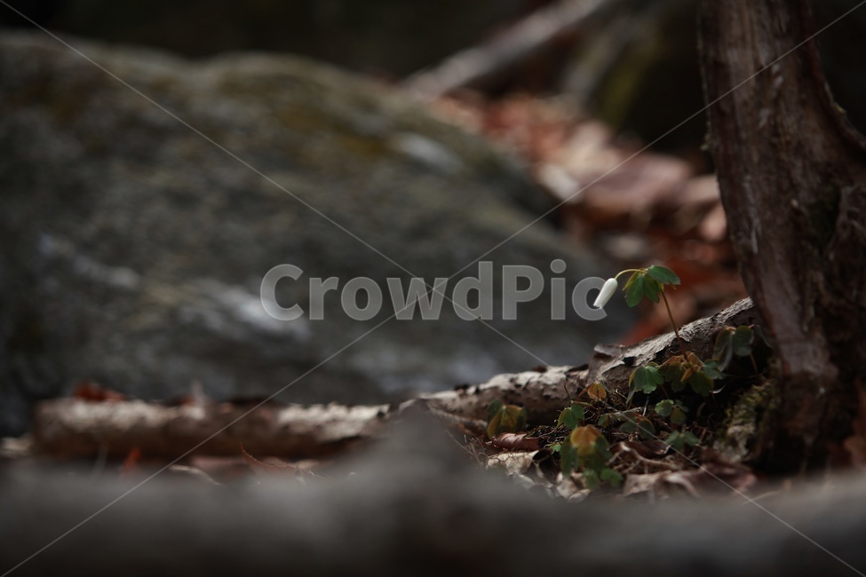 봄꽃,바람꽃,꿩의바람꽃,화야산,감성사진,식물,자연,plants,nature,꽃,flower