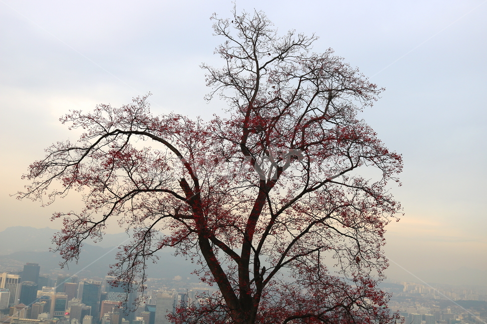팥배나무,나무,식물,열매,자연,장미과,붉은열매,가을,풍경,하늘,낙엽수,활엽수,식물,자연,plants,nature,나무,trees,wood