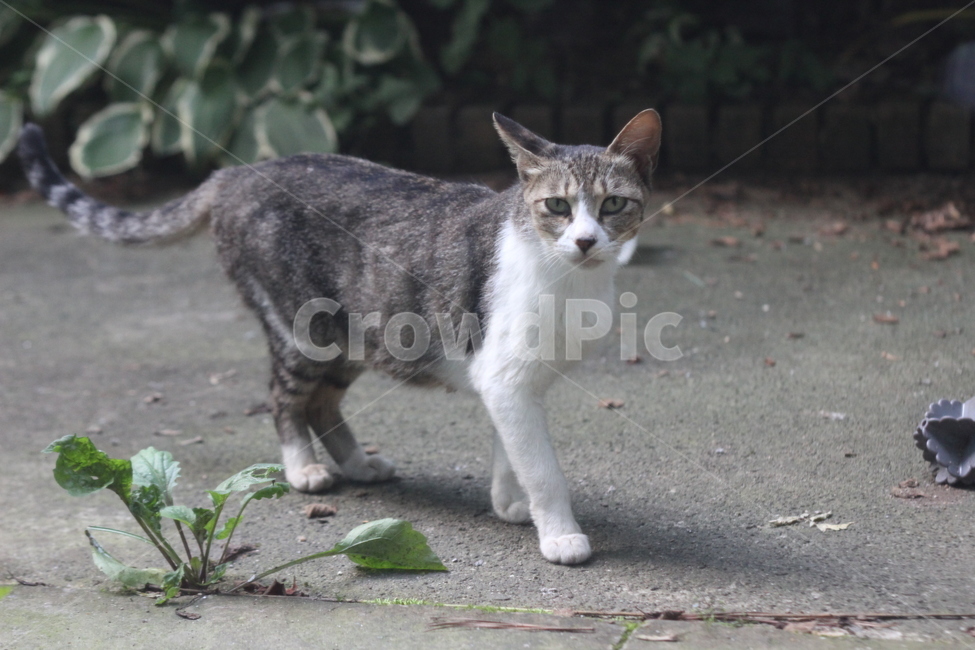 고양이,반려동물,길고양이,cat,animal,동물,pet,동물,animal,포유류,mammal,고양이,cat,kitten,kitty