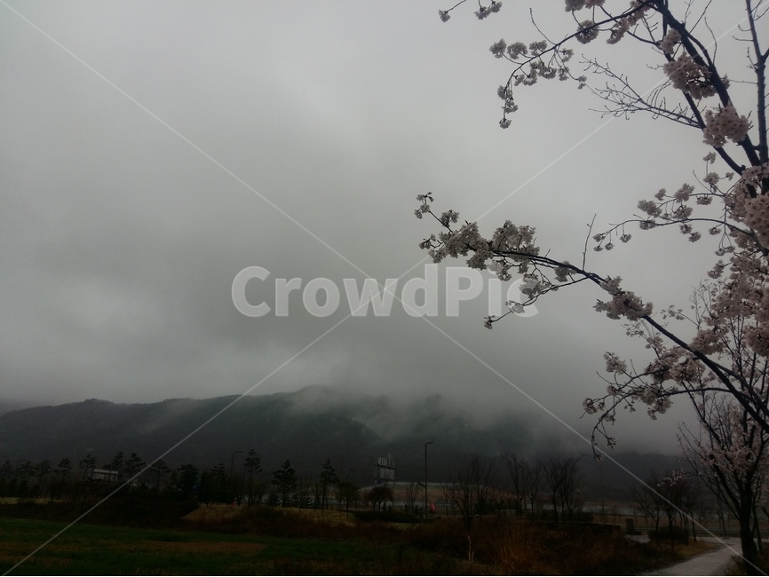 비,먹구름,봄,산,나무,봄,계절,spring,season,자연,풍경,nature,landscape,식물,plants,꽃,flower,weather,날씨,outdoors,옥외