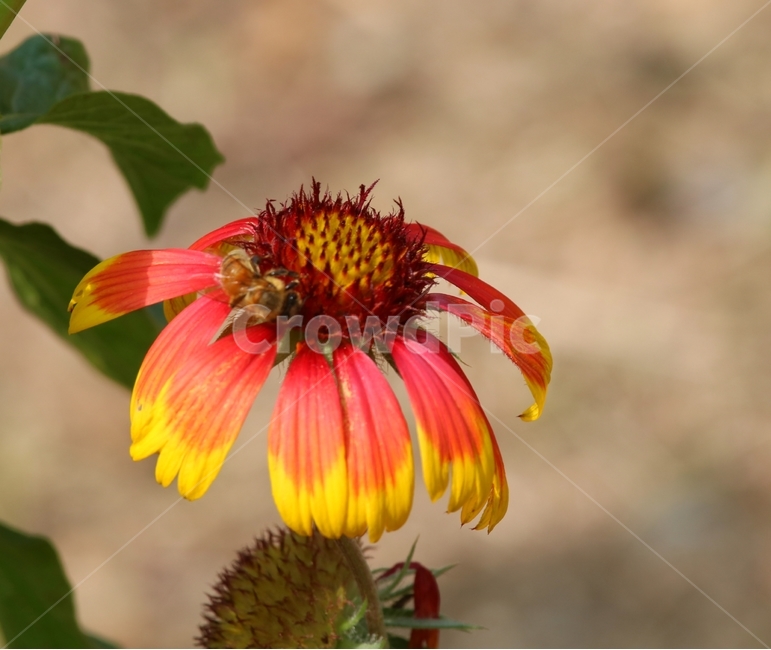 plant,식물,벌,bee,pollen,식물,자연,plants,nature,꽃,flower,곤충,벌레,insect,bug
