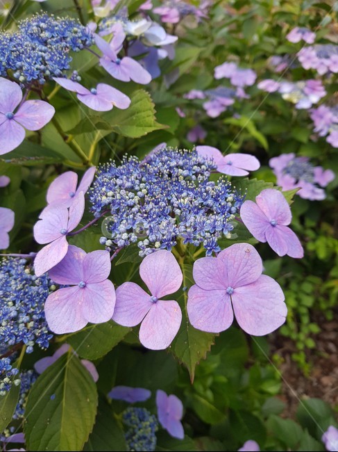 수국,보라색수국,꽃,flower,식물,식물,자연,plants,nature,꽃,flower