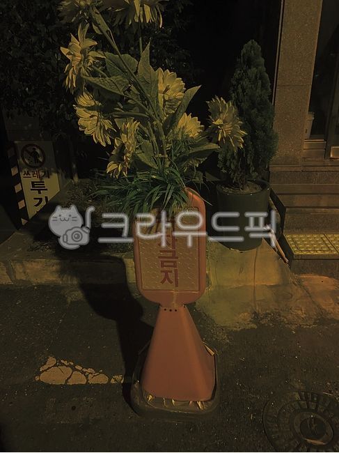 해바라기,주차금지,감성,감성사진,저녁