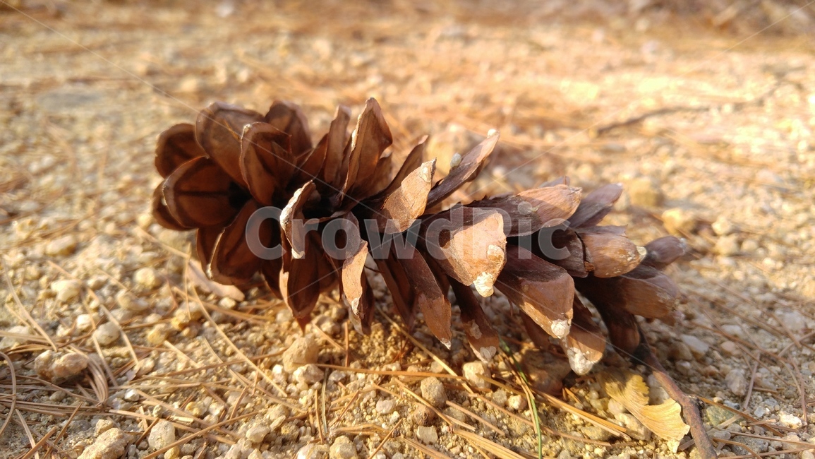 솔방울,잣나무솔방울,갈색,배경,감성,야외,apinecone,pinecones,brown,background,emotional,outdoors