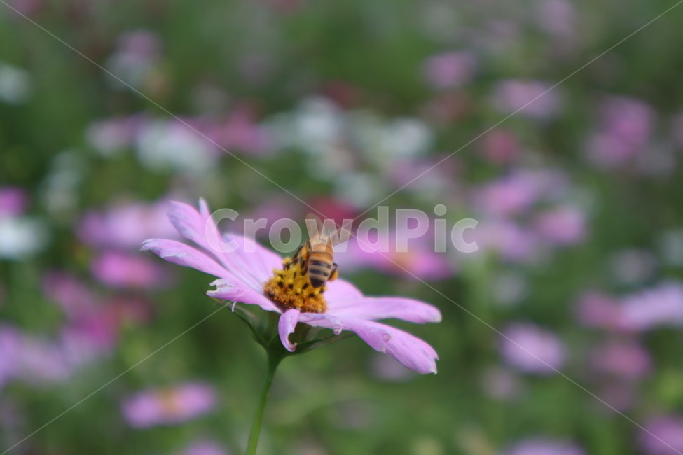 벌,bee,animal,곤충,insect,꿀벌,honeybee,식물,자연,plants,nature,꽃,flower